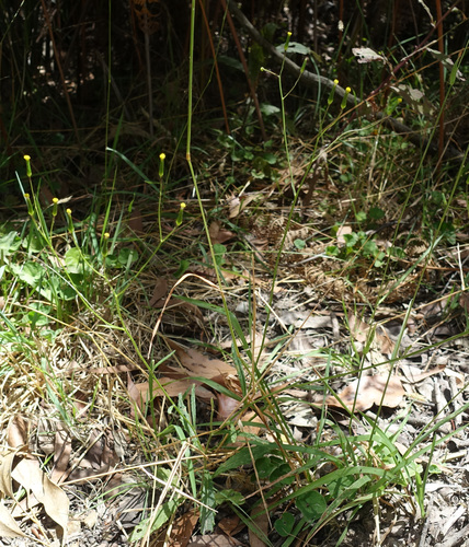 Image of Senecio prenanthoides by (c) yatesy, some rights reserved (CC BY)