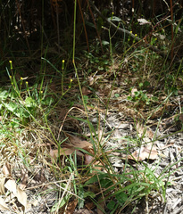 Senecio prenanthoides