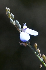 Comesperma defoliatum