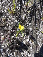 Argyrolobium filiforme