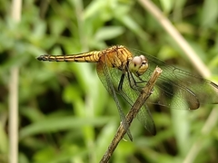 Indothemis limbata