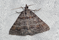 Dichromodes obtusata