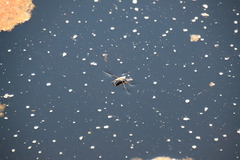 Limnogonus fossarum gilguy
