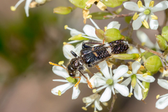 Scrobiger splendidus