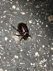 Oxygrylius ruginasus