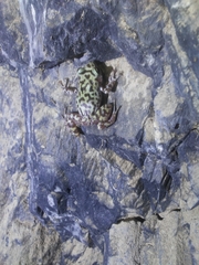 Eleutherodactylus longipes