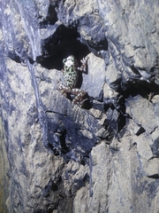 Eleutherodactylus longipes