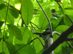 Cyornis