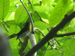 Cyornis