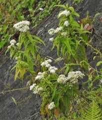 Austroeupatorium inulifolium