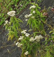 Austroeupatorium inulifolium