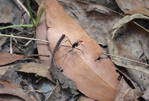 Photo of Red-headed Spider Ant (Leptomyrmex erythrocephalus)