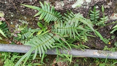 Pteris vittata