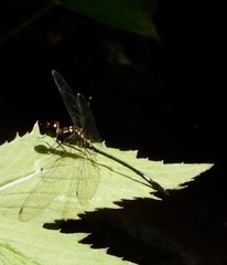 Macrothemis hahneli