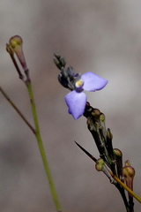 Comesperma defoliatum