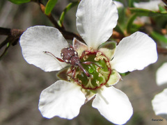Meriphus guttatus