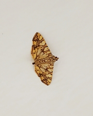 Glyphodes caesalis