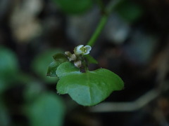 Cardamine dolichostyla