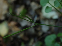 Cardamine dolichostyla