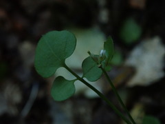Cardamine dolichostyla