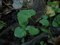 Cardamine dolichostyla