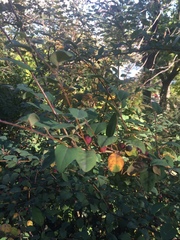 Magnoliopsida