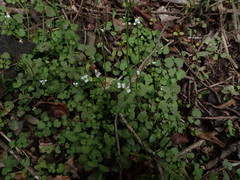 Cardamine dolichostyla