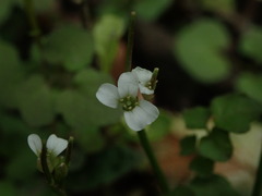 Cardamine dolichostyla