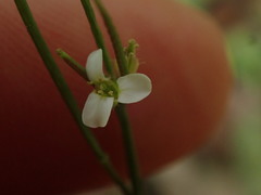 Cardamine dolichostyla
