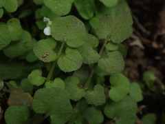 Cardamine dolichostyla