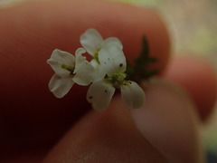 Cardamine dolichostyla