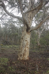 Eucalyptus wandoo