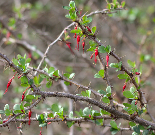 iNaturalist observation photo of Fuchsiaflower Gooseberry