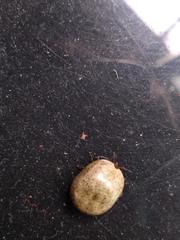 Rhipicephalus sanguineus