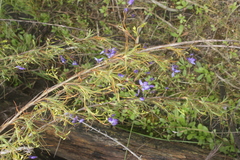 Dasypogonaceae