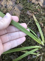Carex folliculata