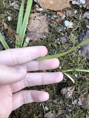 Carex folliculata