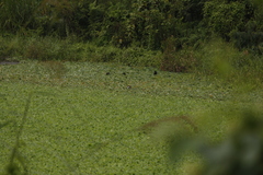 Hydrophasianus chirurgus