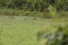 Hydrophasianus chirurgus