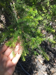 Dillwynia sieberi