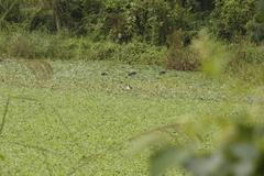 Hydrophasianus chirurgus