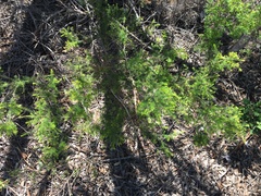Dillwynia sieberi