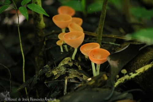 Cookeina speciosa