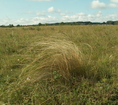 Stipa tirsa