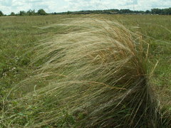Stipa tirsa