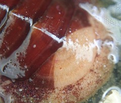 Lepidozona interstincta