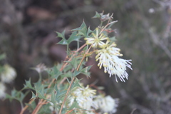 Grevillea pulchella