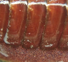 Lepidozona interstincta