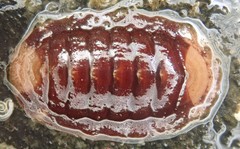 Lepidozona interstincta