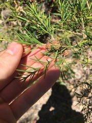 Melaleuca nodosa